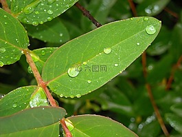 植物,雨,水
