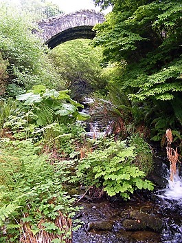 蕨類植物,橋,植被