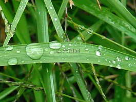 草,雨,水