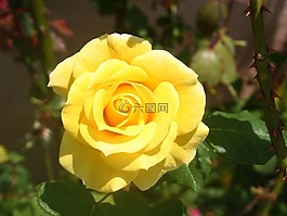 玫瑰,黃色,花