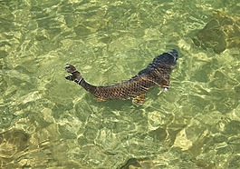 錦鯉,魚,鯉魚