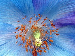 花,雄蕊,藍色