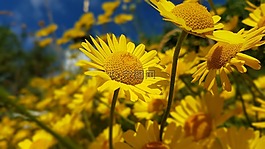 花,黄marguerites,黄色