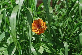 花,橙色,草