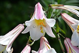 百合花,白色粉红色,宏