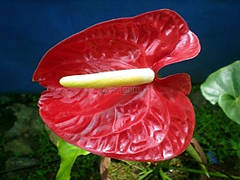 紅掌,花,植物區(qū)系