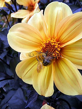 花,黃色,蜜蜂