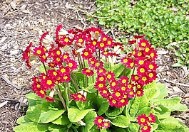 鮮花,景觀,自然
