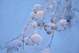 雪,分支,冷