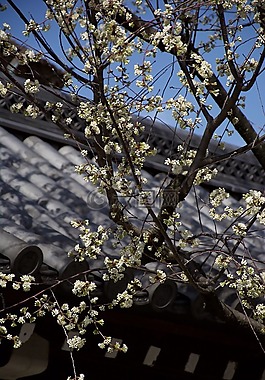 日本,櫻花,樹