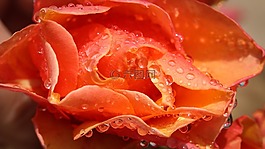 玫瑰,鮮花,橙