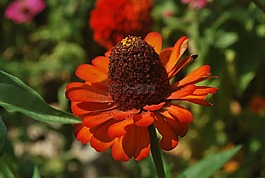 百日草,花,花瓣