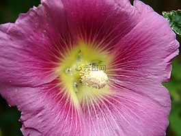花,開花,粉紅色