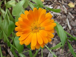 開花,玉蘭,盛開