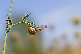 蠕蟲(chóng),海螺,性質(zhì)