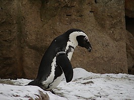 企鵝,動(dòng)物園,動(dòng)物