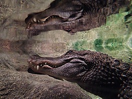 鱷魚,動(dòng)物園,捕食者