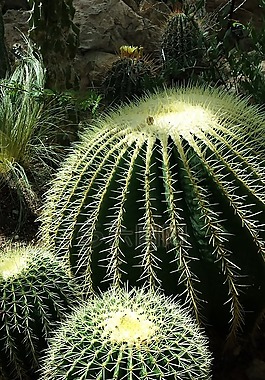 仙人掌,植物,性質(zhì)