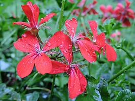 天竺葵,開花,紅色