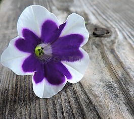 surfinien,鲜花,开花