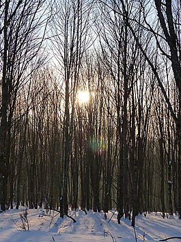 雪,樹,森林