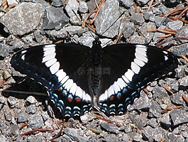 美国白色海军上将,蛱蝶 arthemis,蝴蝶