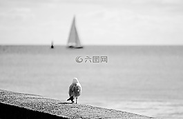 鳥(niǎo),動(dòng)物區(qū)系,地平線