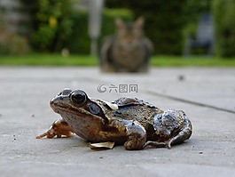 青蛙,貓咪,夏天