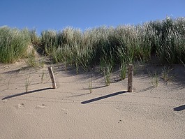 海灘,沙丘,夏季
