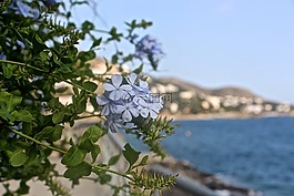 性質(zhì),鮮花,植物