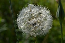 蒲公英,植物