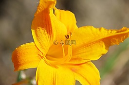 花,黃色,性質(zhì)