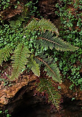 蕨類植物,植物,葉子