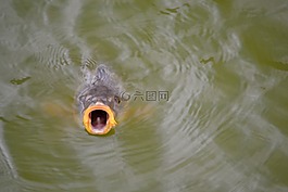 魚,池塘,水