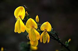 cytissus,掃帚,植物