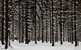 森林,冷杉林,雪