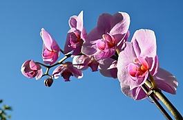 蘭花,花卉,春天