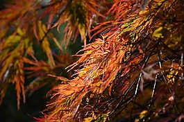 秋天,秋天的葉子,紅葉