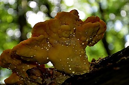 木耳,春天,蘑菇