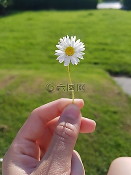 花卉,性質(zhì),黛西