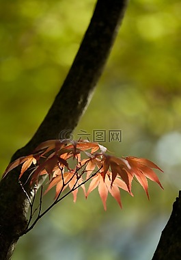 大自然,木材,背光