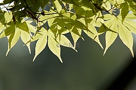 大自然,木材,背光