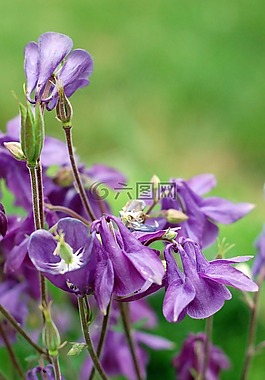 鮮花,紫色,夏天