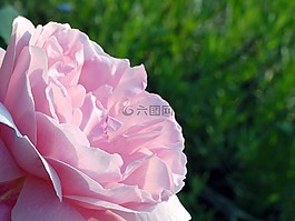 玫瑰,粉紅色,單