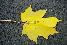 葉,雨,濕