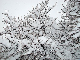 樹,天空,雪