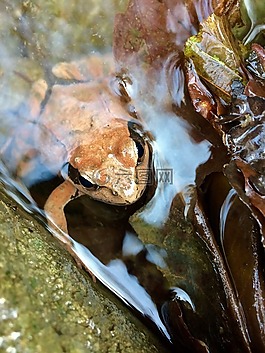 青蛙,性質(zhì),水