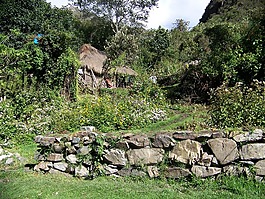 小屋,草堂,叢林