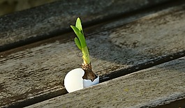 洋蔥,采穗圃,新生活