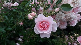 玫瑰,花卉,白玫瑰